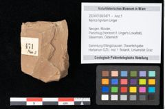 Foto (Objekt + Etikett) von Myrica lignitum Unger (NHMW-GEO-2024-0188-0471)